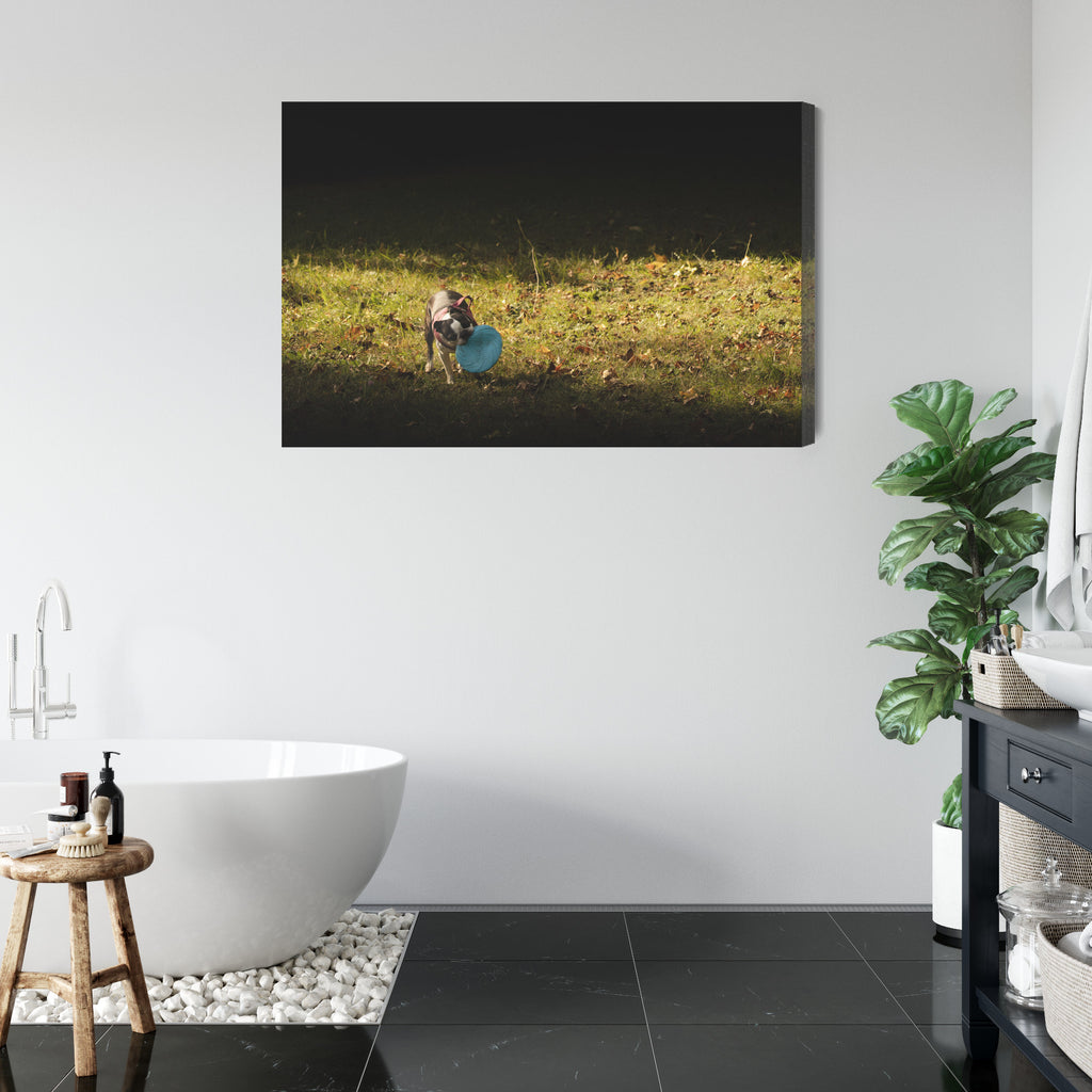 Obraz na płótnie Pies z frisbee
