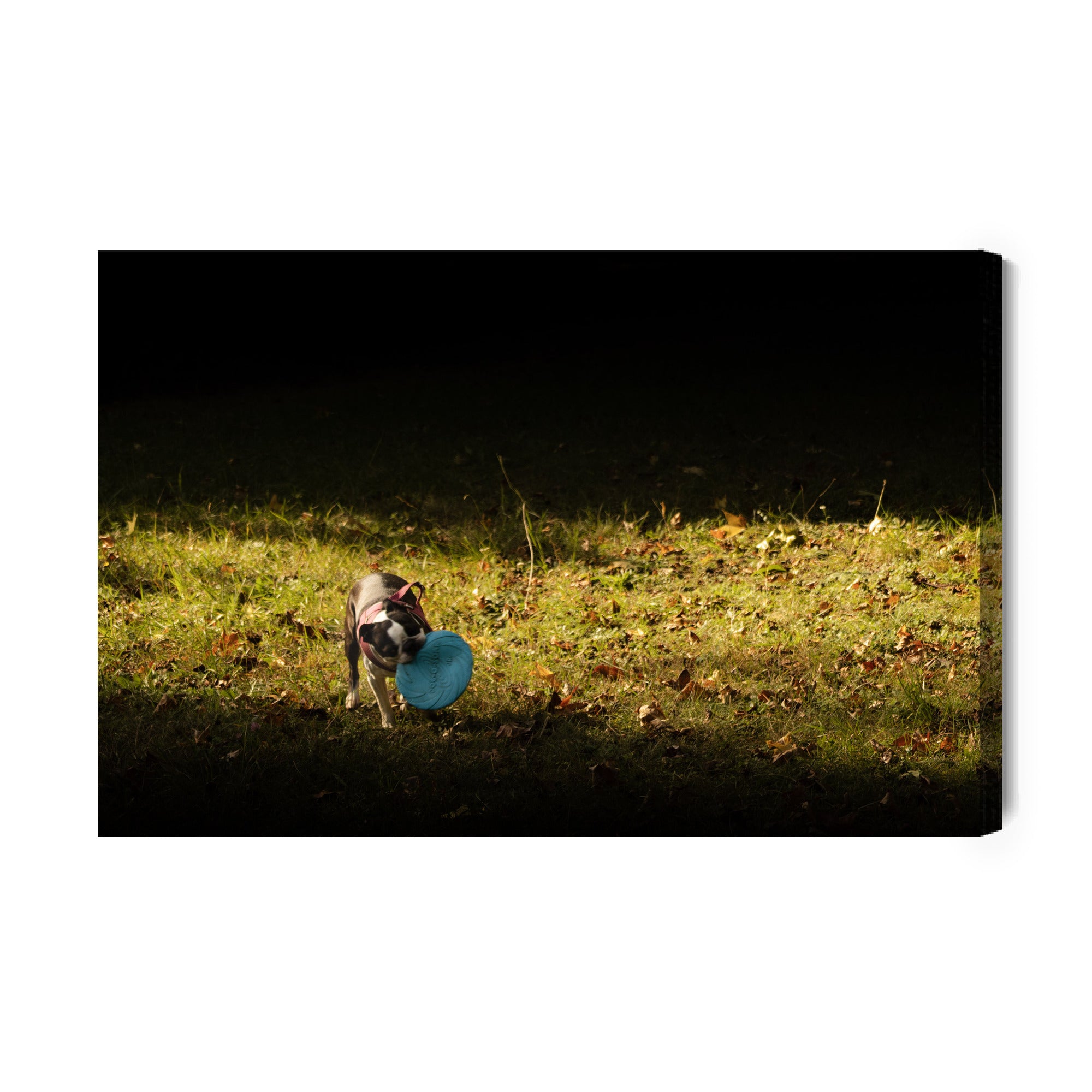 Obraz na płótnie Pies z frisbee