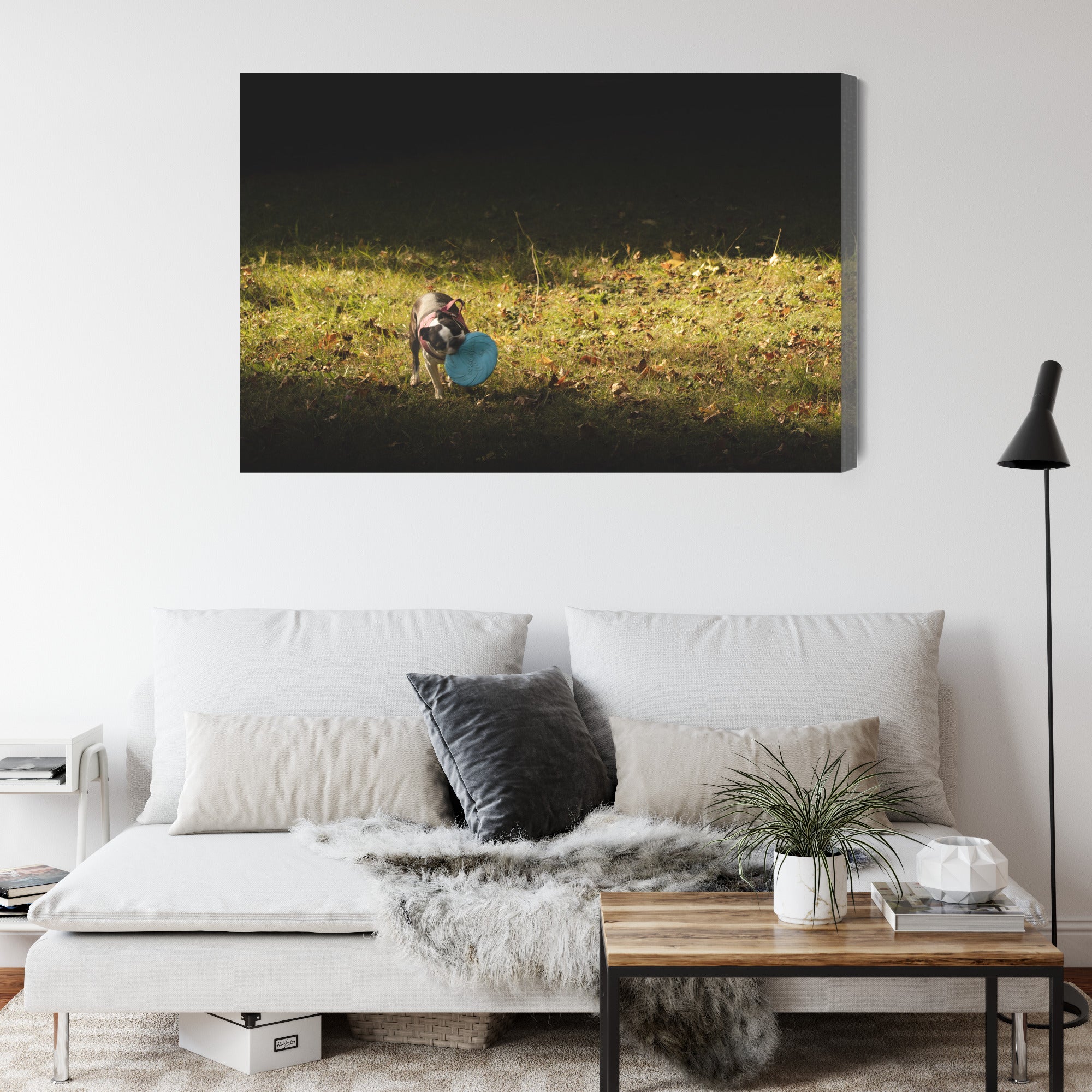 Obraz na płótnie Pies z frisbee