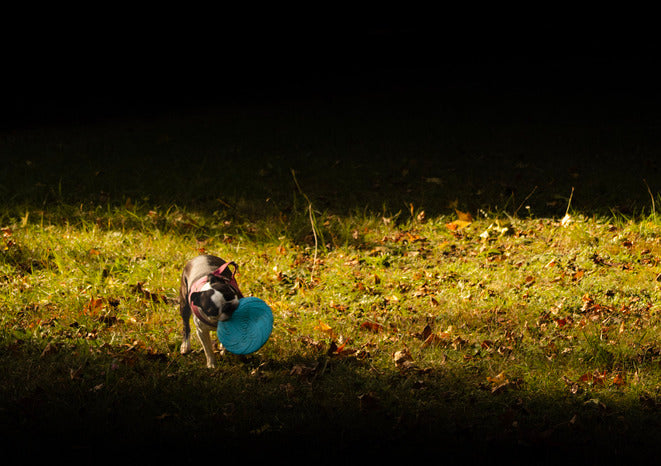 Obraz na płótnie Pies z frisbee