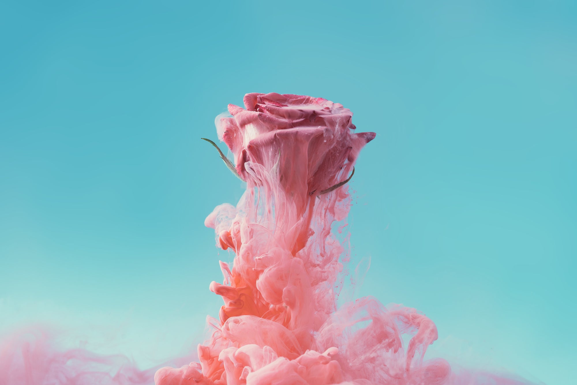 Różowa róża w różowej mgle