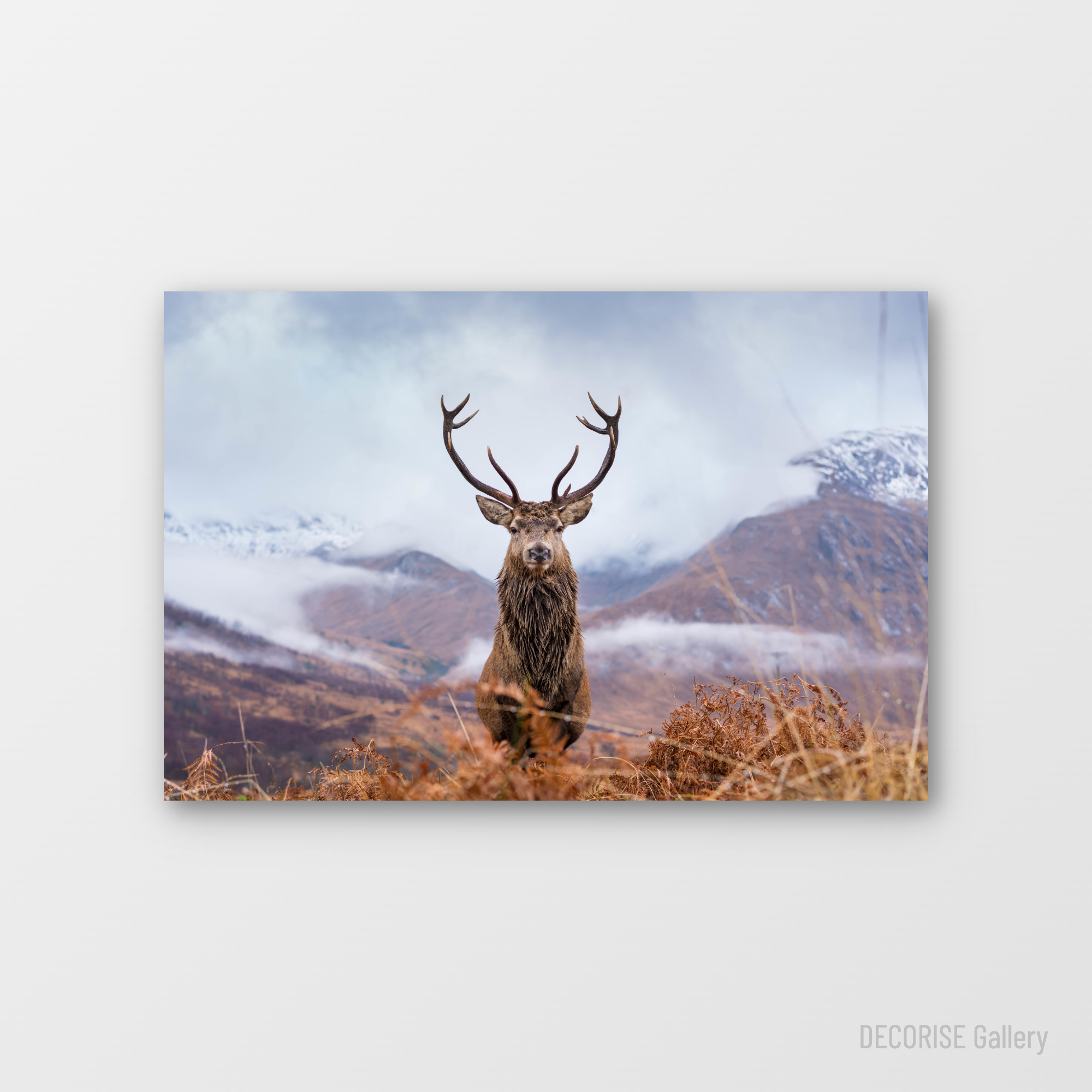 Jeleń na tle zamglonych gór