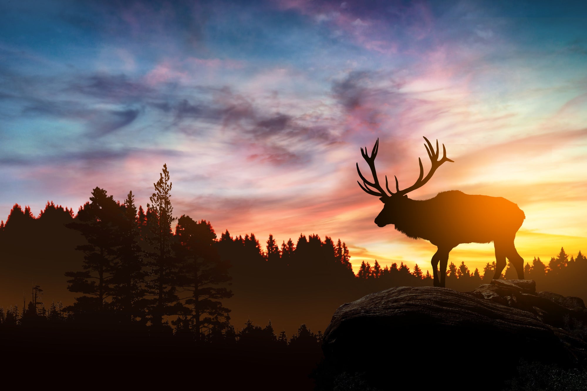 Sylwetka jelenia na tle zachodu słońca