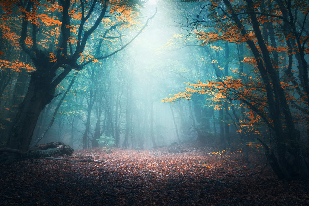 Jesienny las w gęstej mgle