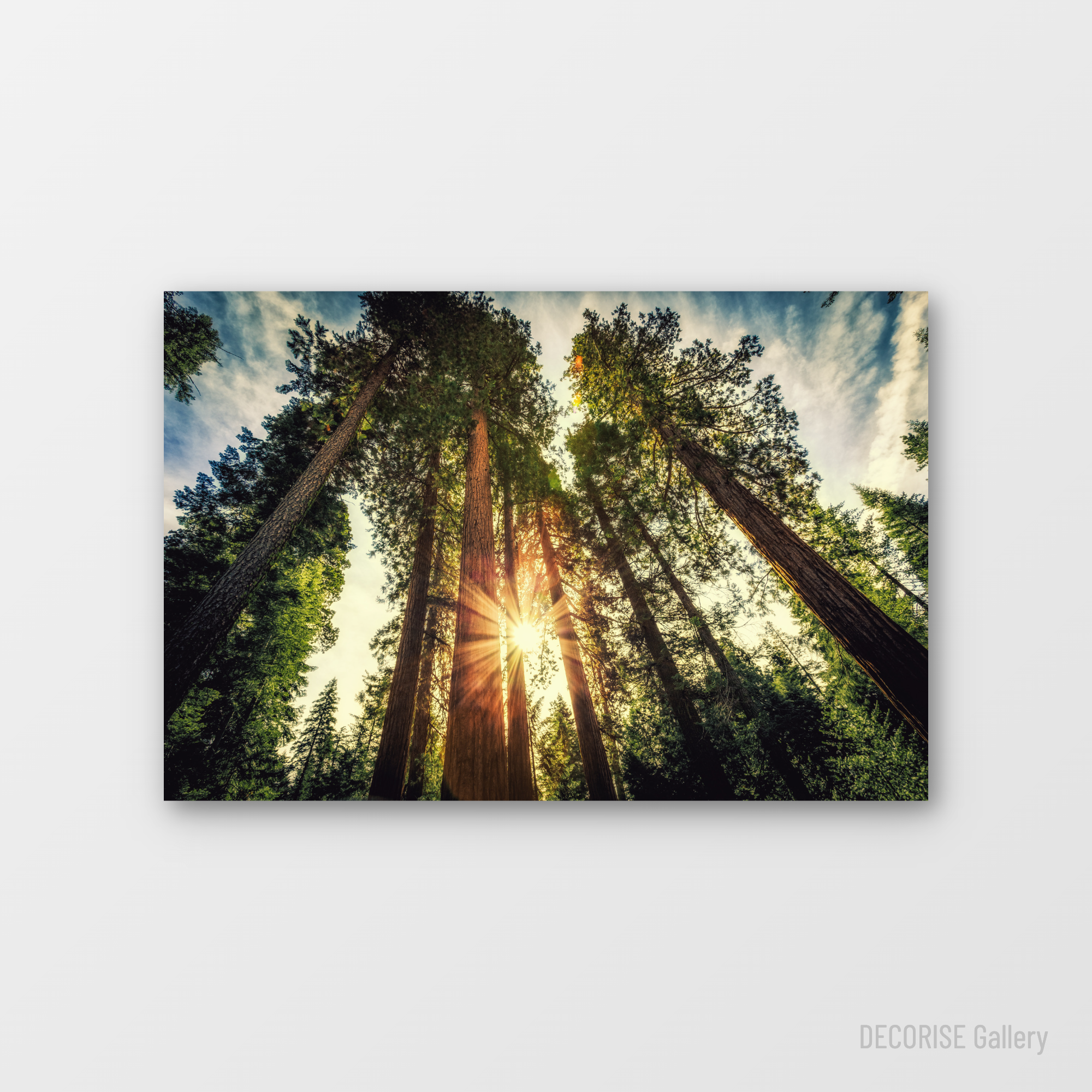 Słońce przebijające przez korony drzew