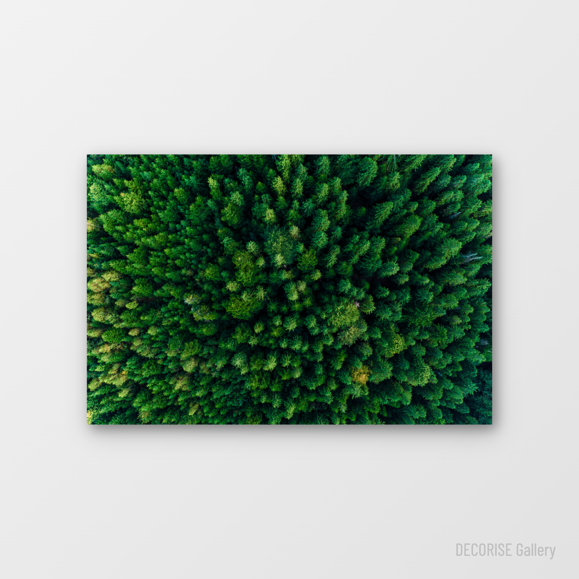 Gęsty las iglasty z lotu ptaka