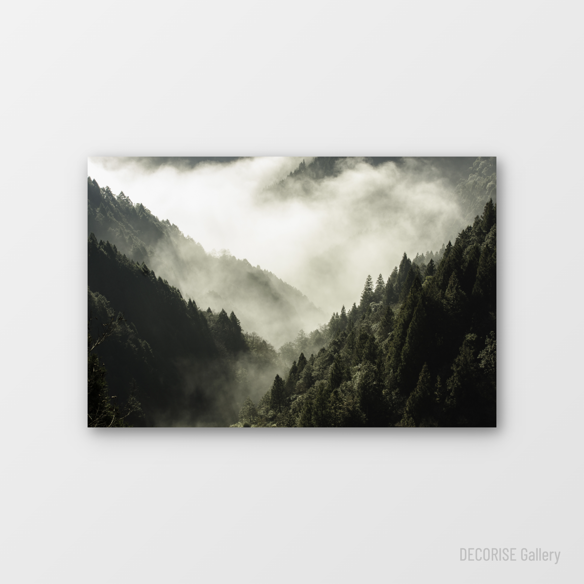 Las iglasty w gęstej mgle