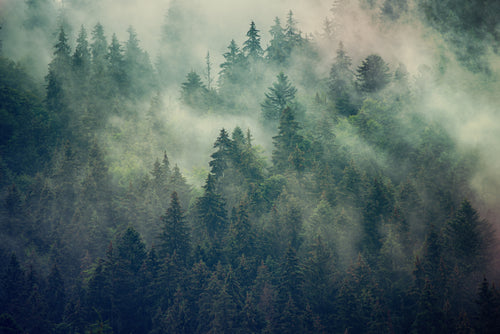 Obraz na Płótnie – Gęsty Las Iglasty we Mgle