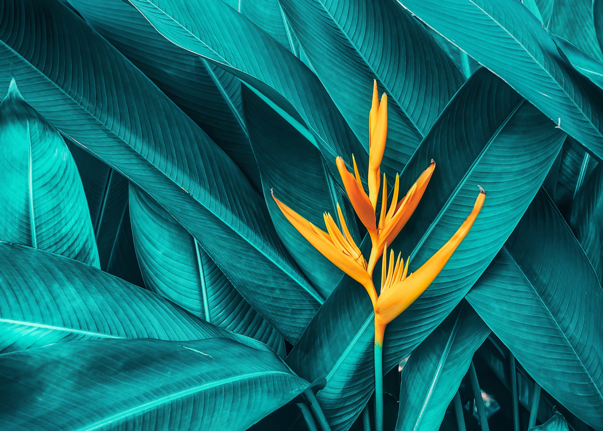 Pomarańczowy kwiat wśród turkusowych liści