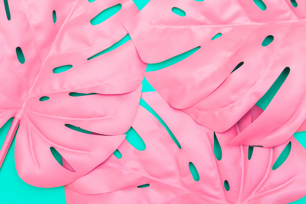 Różowe liście monstery na turkusowym tle