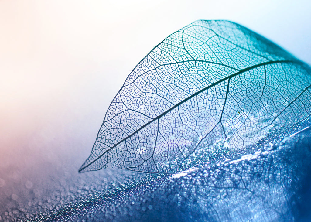 Szkielet liścia w błękicie