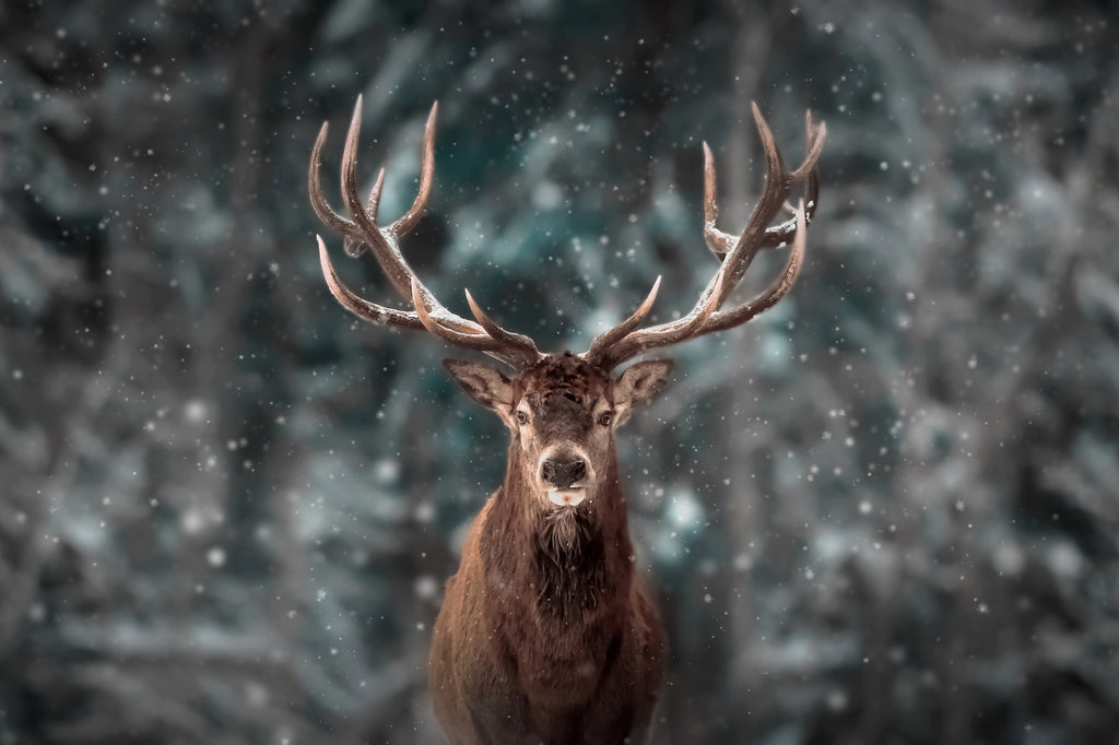 Jeleń w zimowym lesie