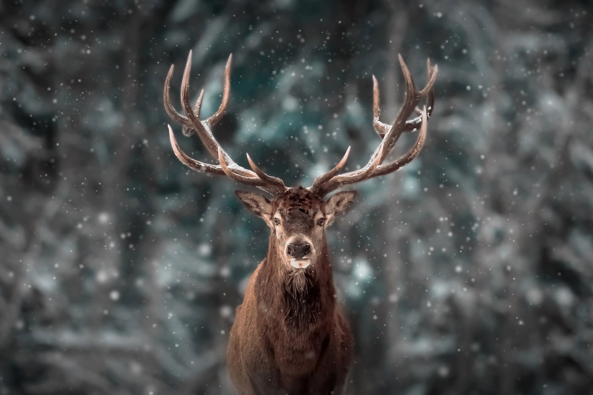 Jeleń w zimowym lesie