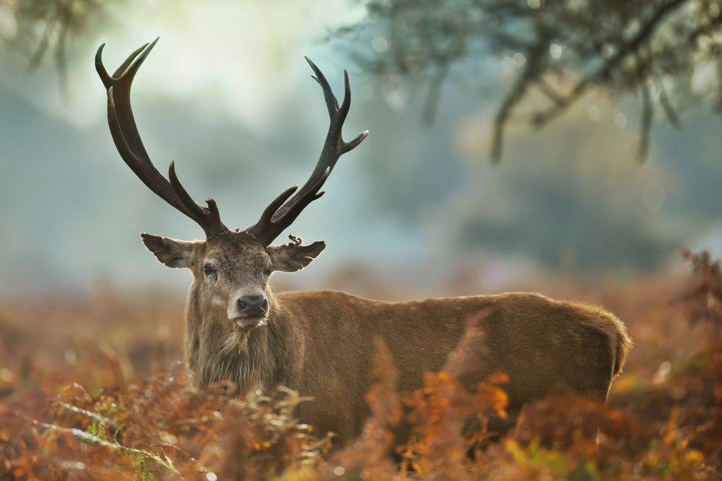 Jeleń na tle jesiennych paproci
