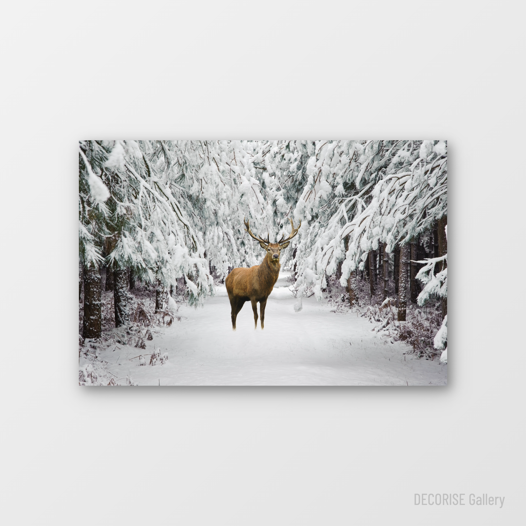 Jeleń w zaśnieżonym lesie