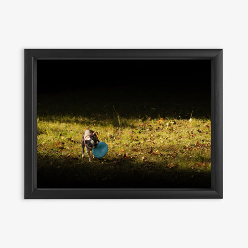 Obraz na płótnie Pies z frisbee