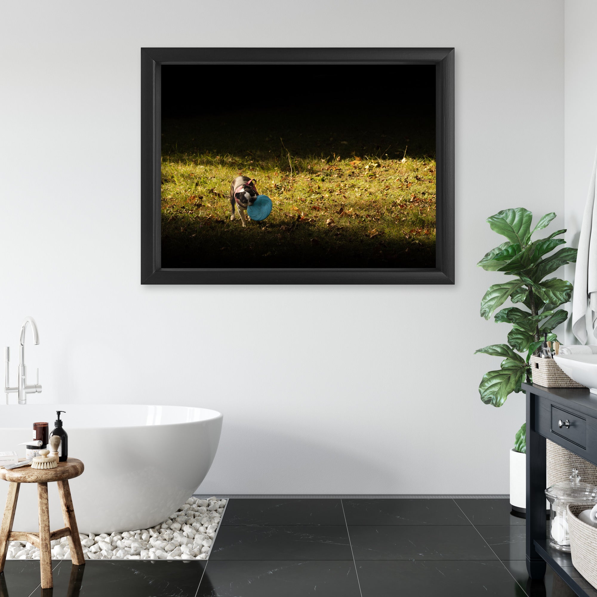 Obraz na płótnie Pies z frisbee