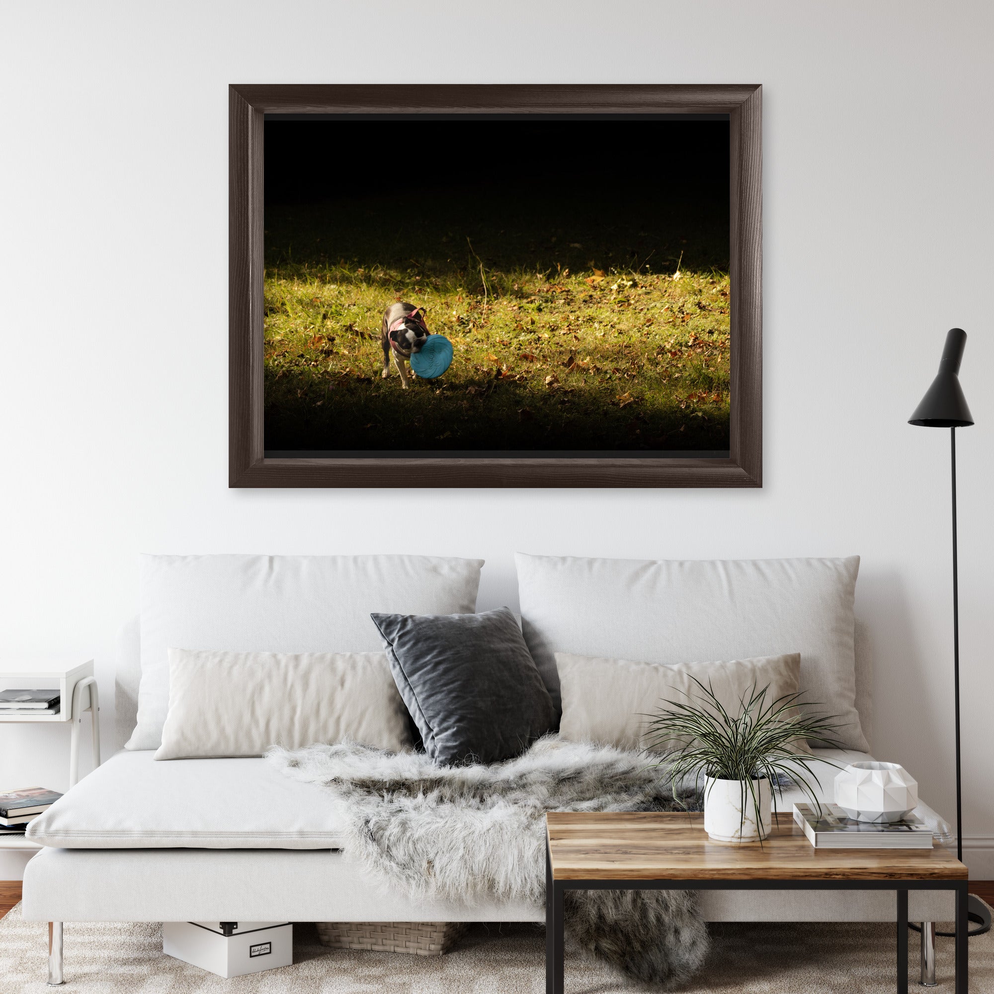 Obraz na płótnie Pies z frisbee