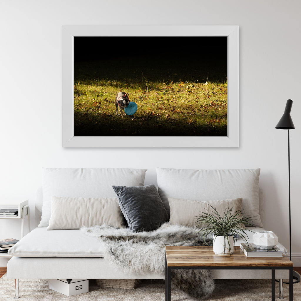 Obraz na płótnie Pies z frisbee