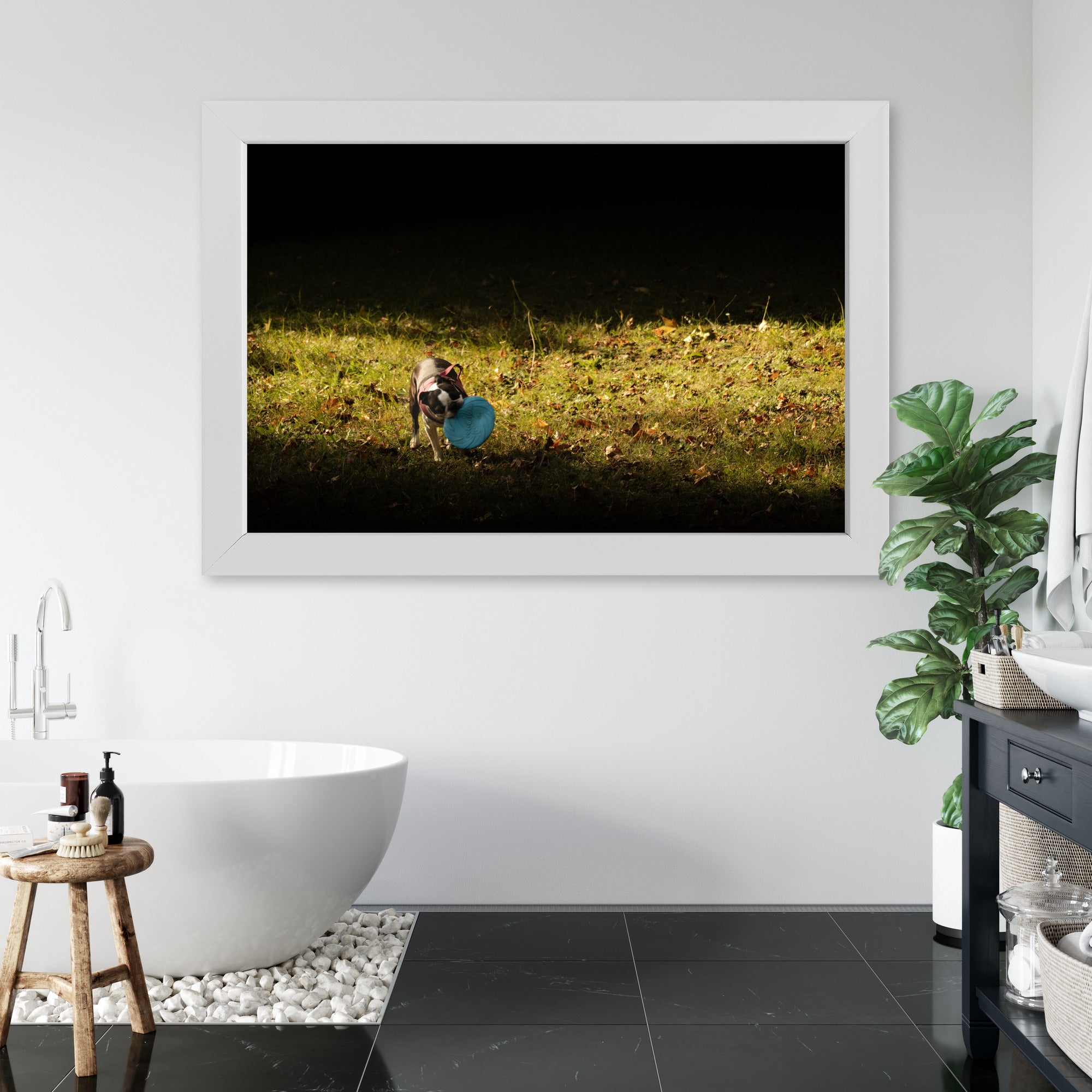 Obraz na płótnie Pies z frisbee