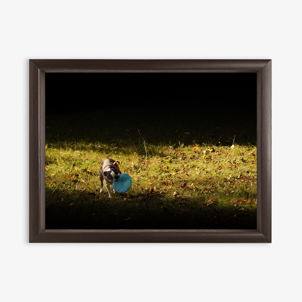 Obraz na płótnie Pies z frisbee