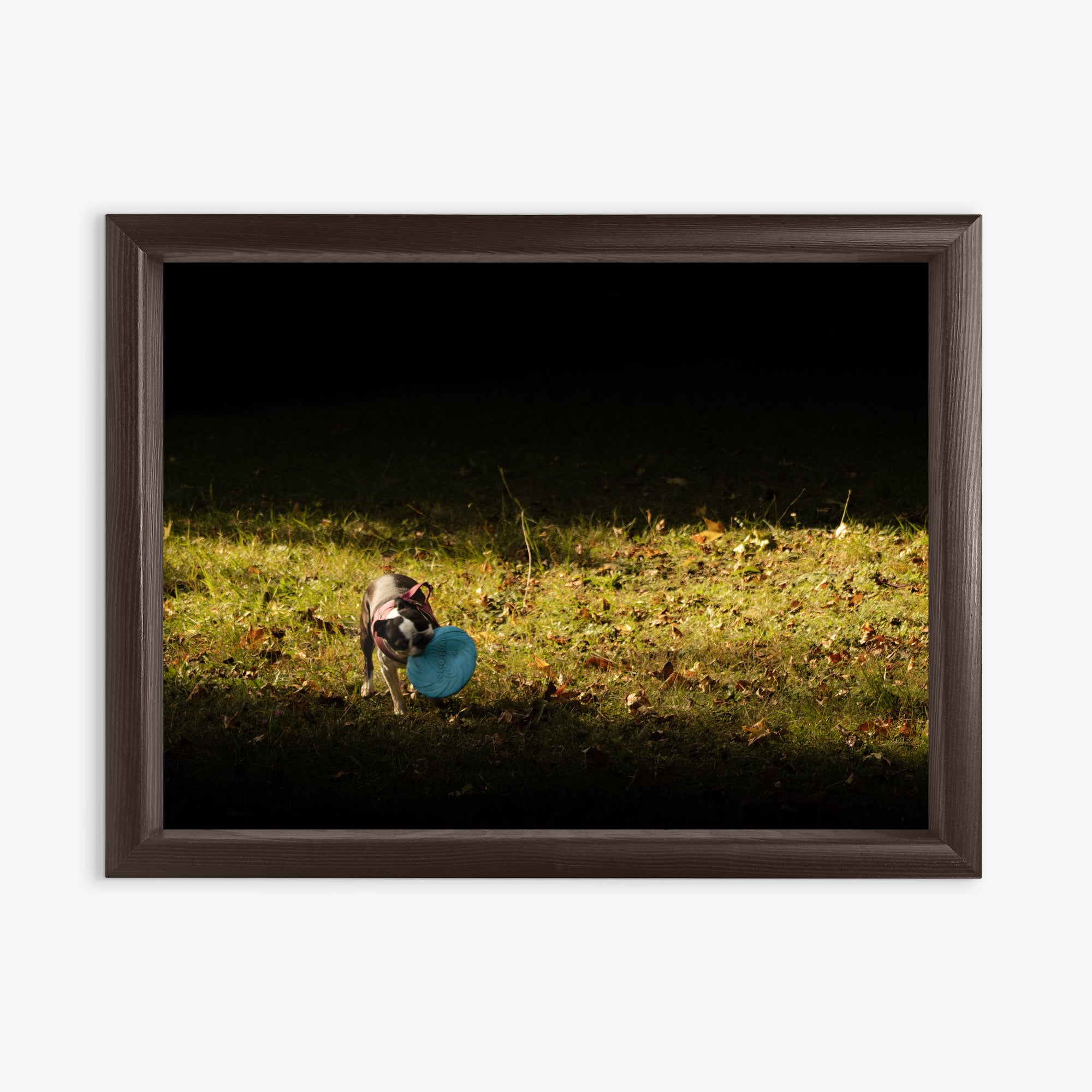 Obraz na płótnie Pies z frisbee