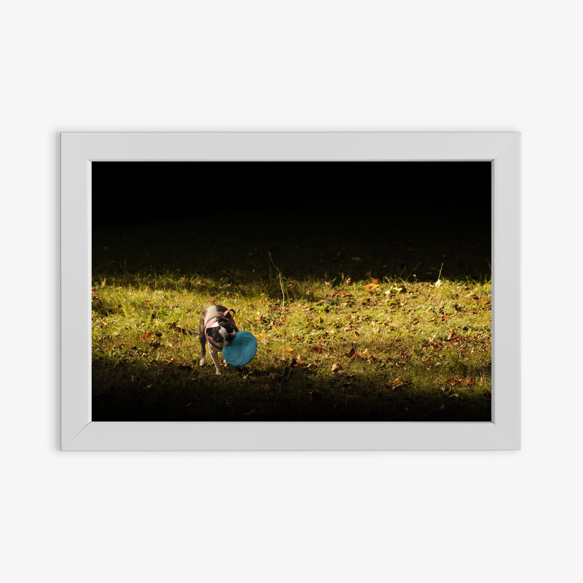 Obraz na płótnie Pies z frisbee