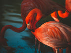 Czerwone flamingi w ciemnej wodzie
