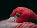 Bliskie spojrzenie na różowego flaminga